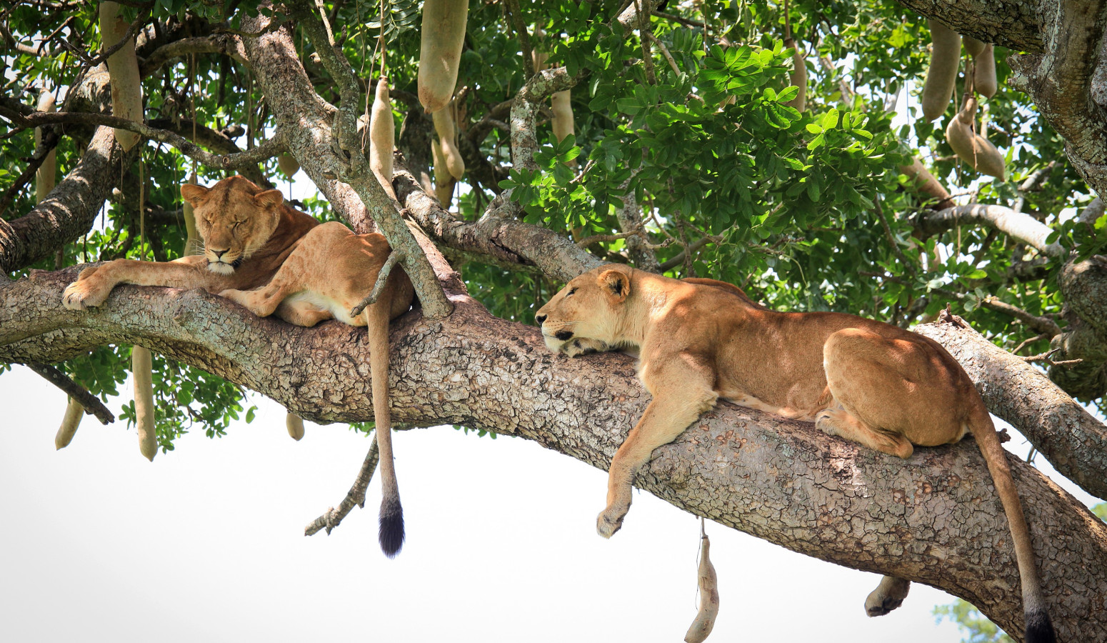 Queen Elizabeth National Park