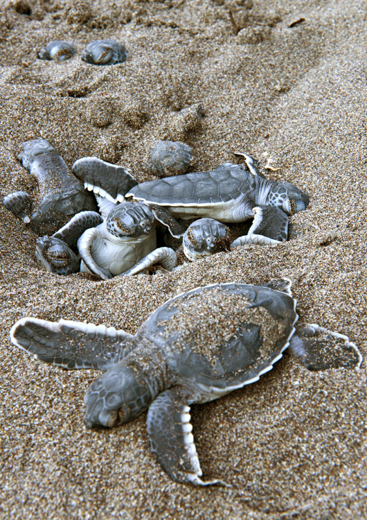 Arribadas de Tortugas