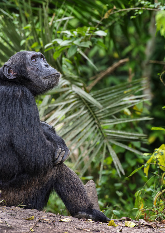 Encuentro con el Chimpancés