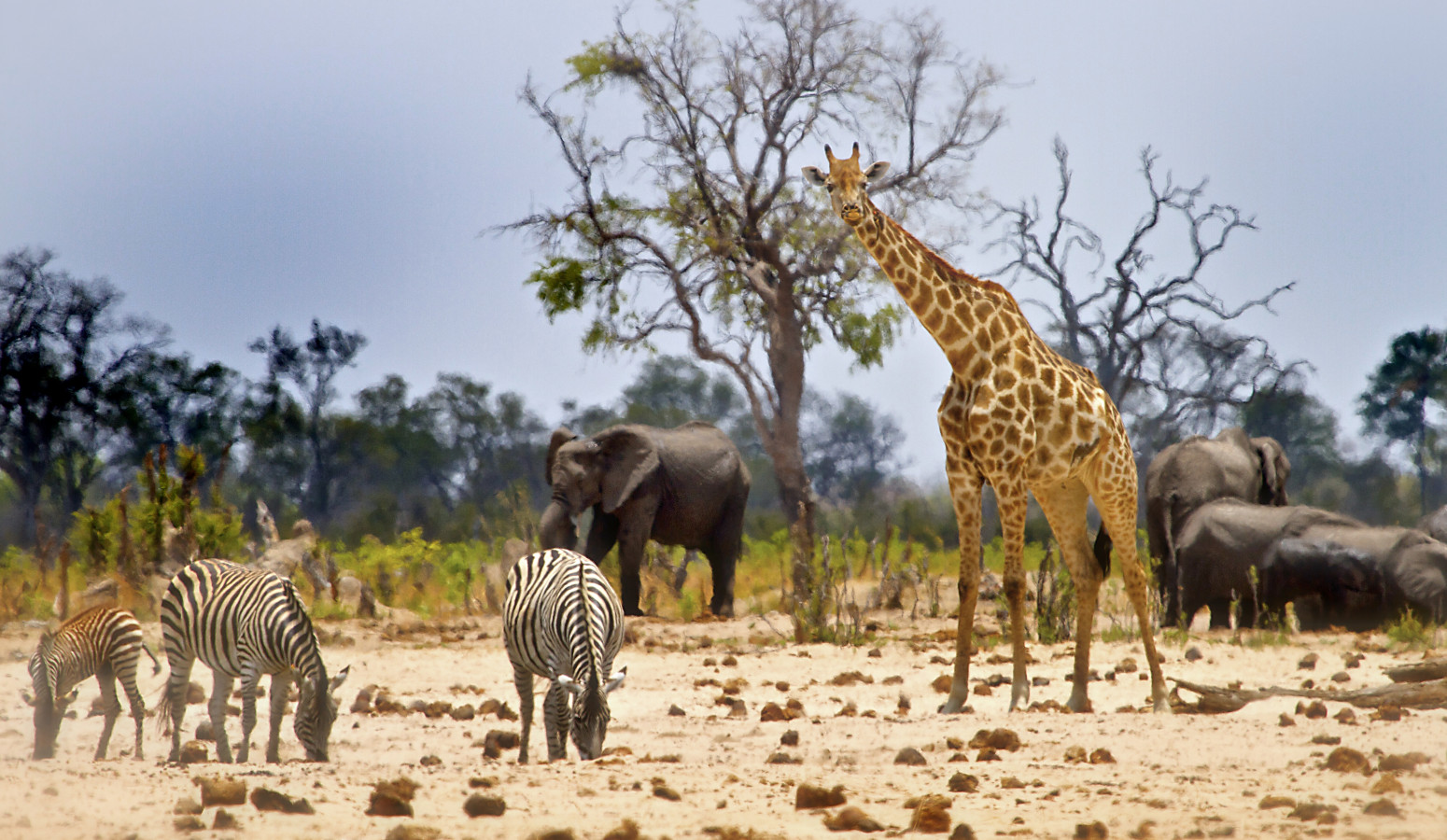 Parque Nacional Hwange