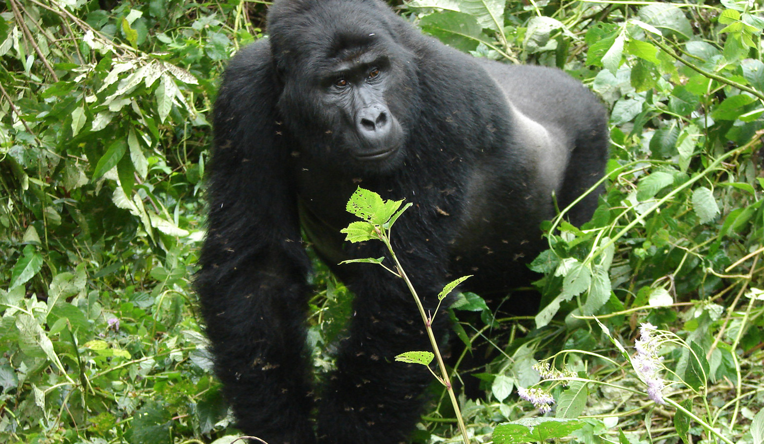 Impenetrable Bosque de Bwindi