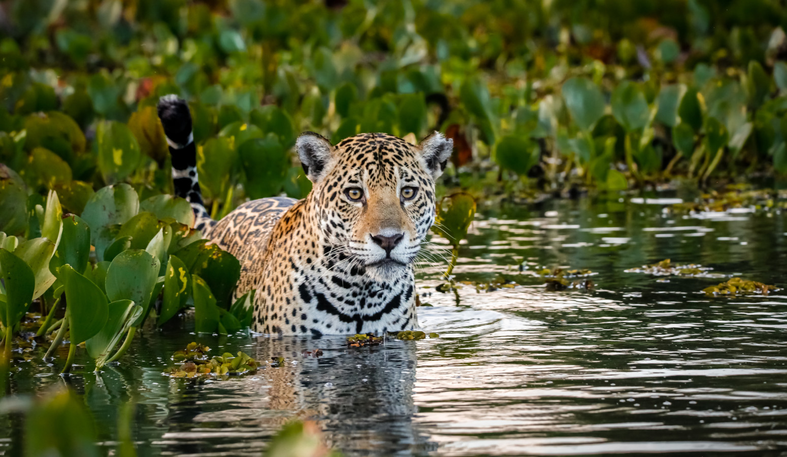 Pantanal
