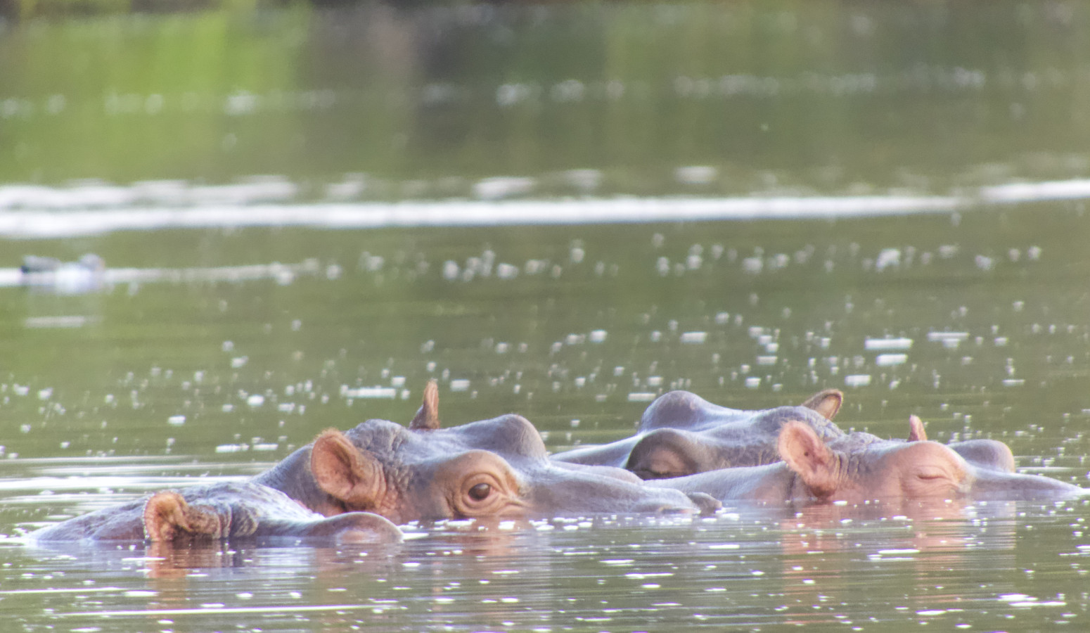 Parque Nacional Malilangwe