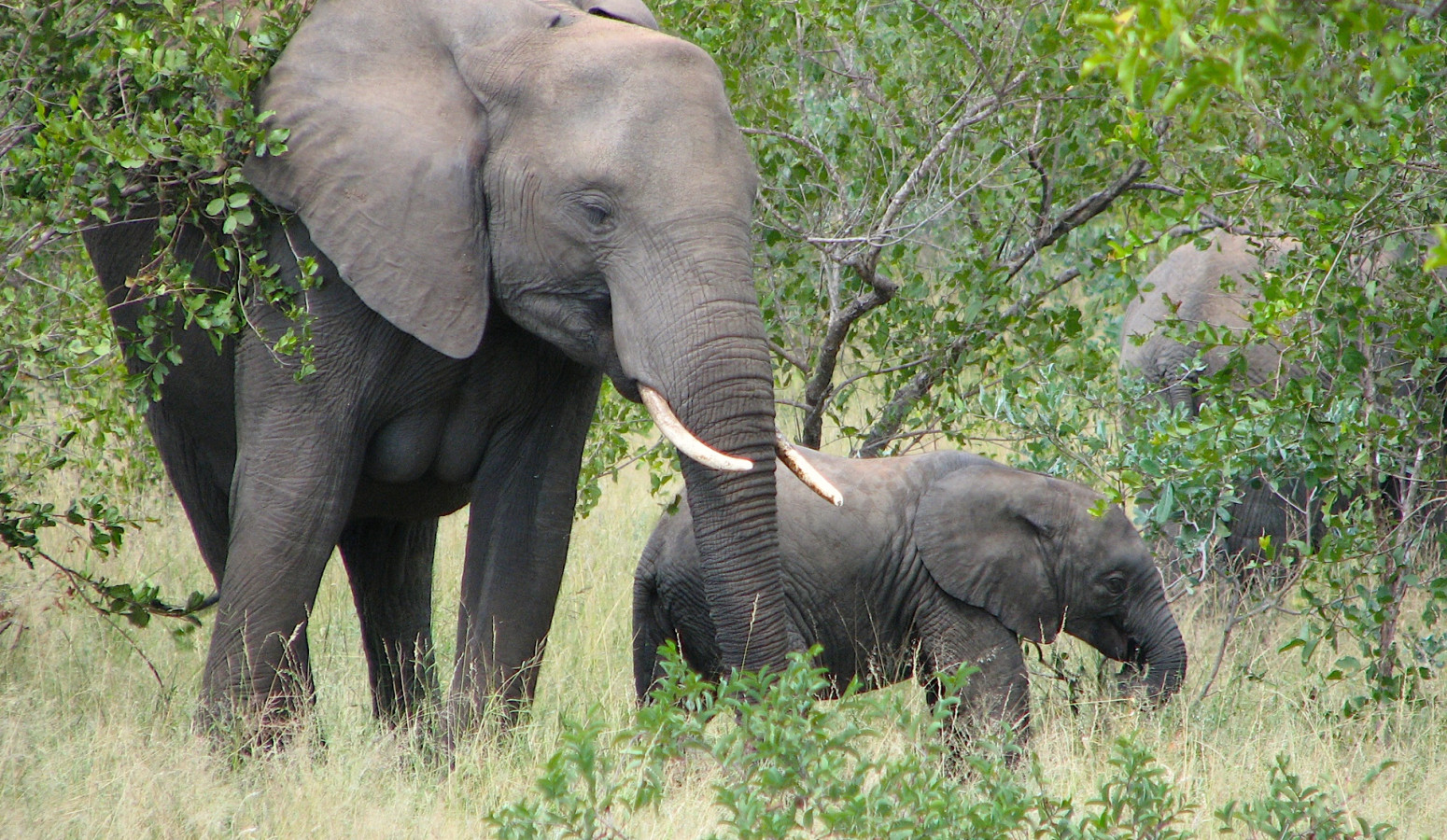 Limpopo National Park