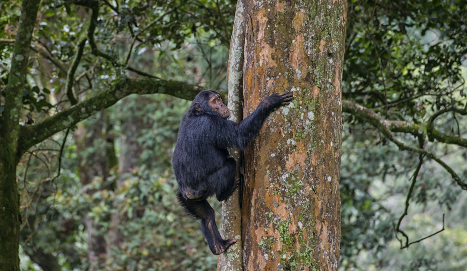 Nyungwe Forest National Park