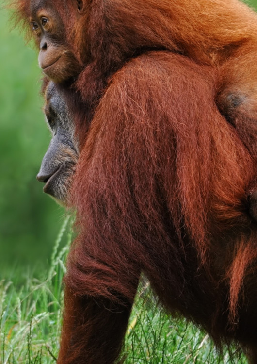 Cerca de Orangutanes