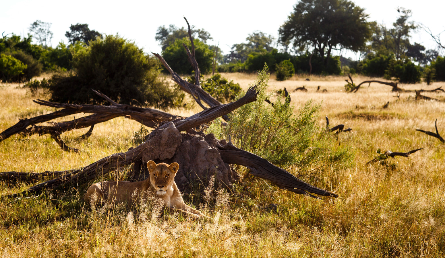 Parque Nacional Chobe