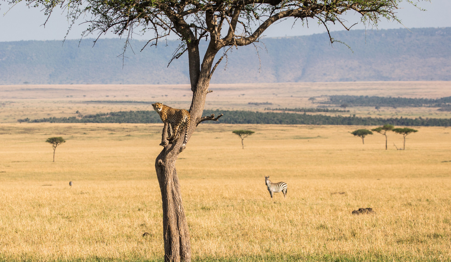 Parque Nacional Serengeti