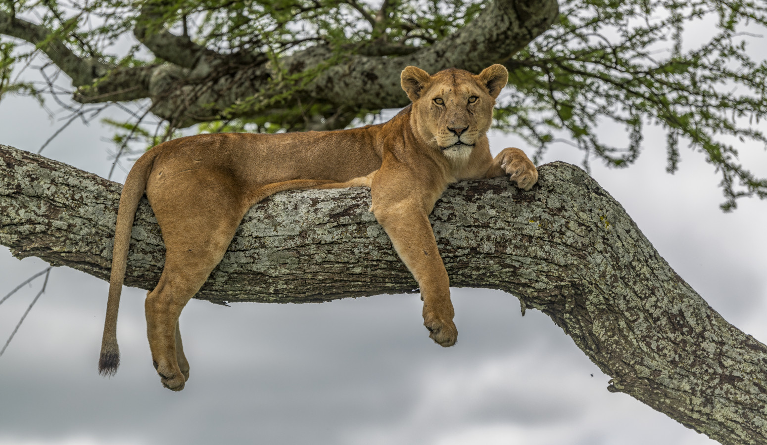 Parque Nacional Manyara