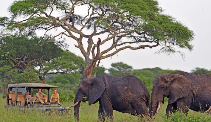Descubre Safari en Kenia y Tanzania