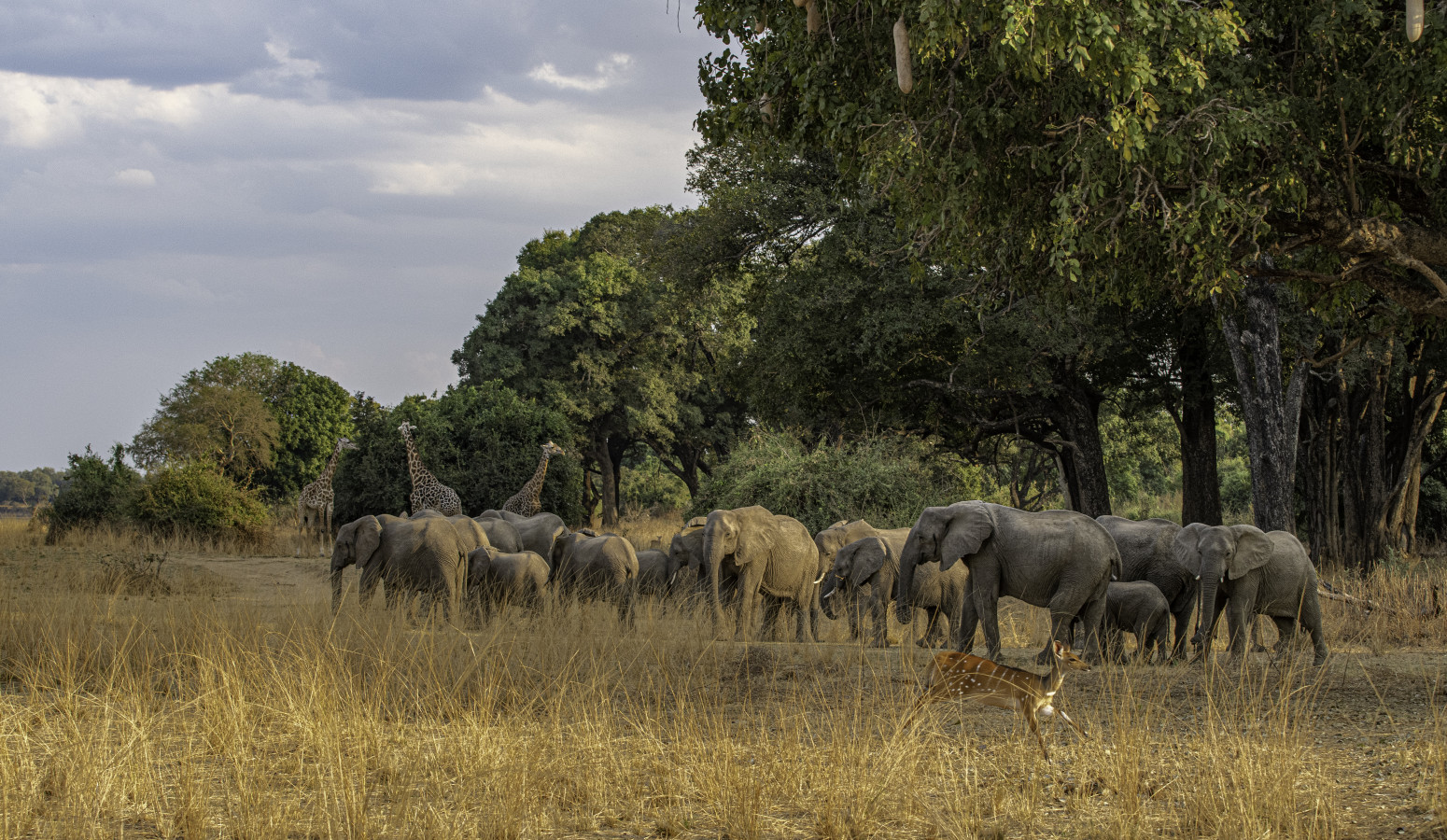 South Luangwa