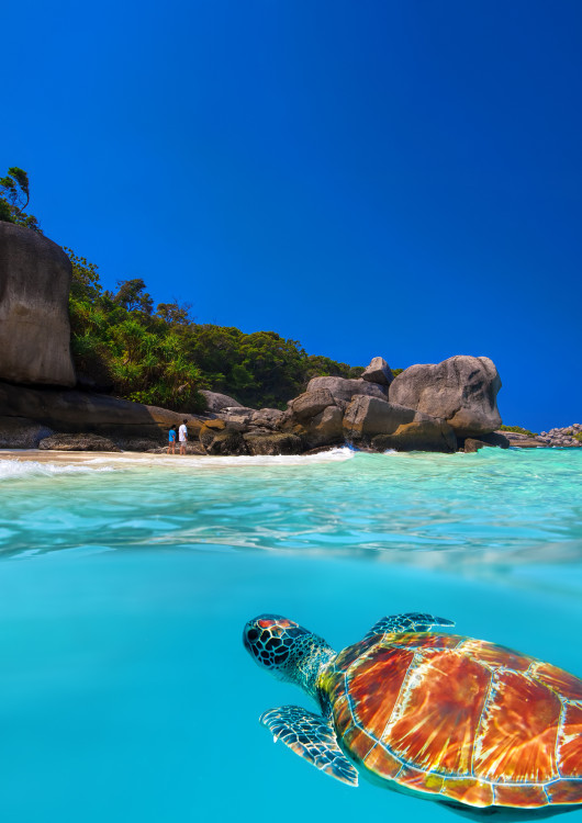 Crucero y buceo en las islas Similan