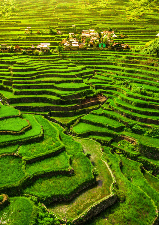 Pasear por las Terrazas de Ifugao