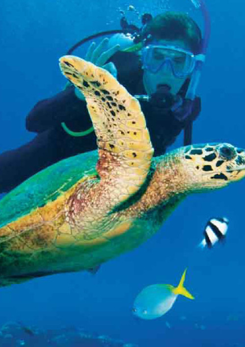 Buceo y snorkel