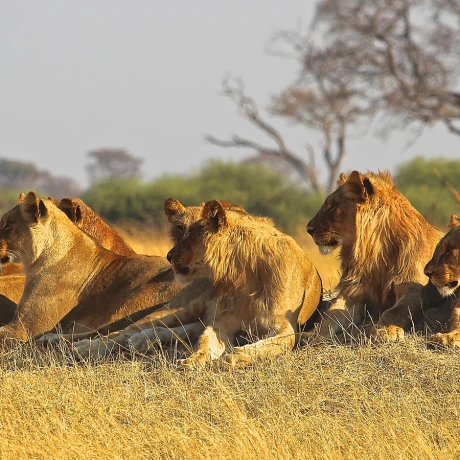 Descubre Safaris en Africa