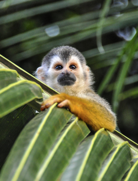 Costa Rica Natural (A medida)