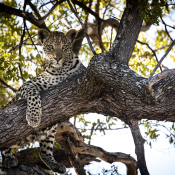 Botswana