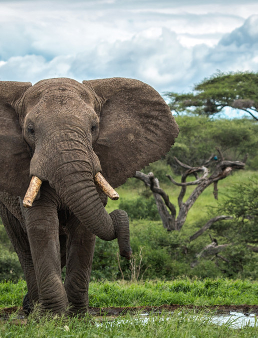 Imagen de Safari por Kenia & Tanzania - Nairobi, Masai Mara, Serengeti, Ngorongoro, Arusha.