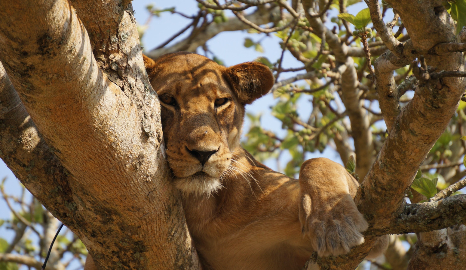 Kafue National Park