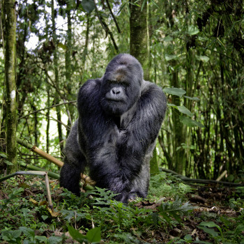 Ruanda