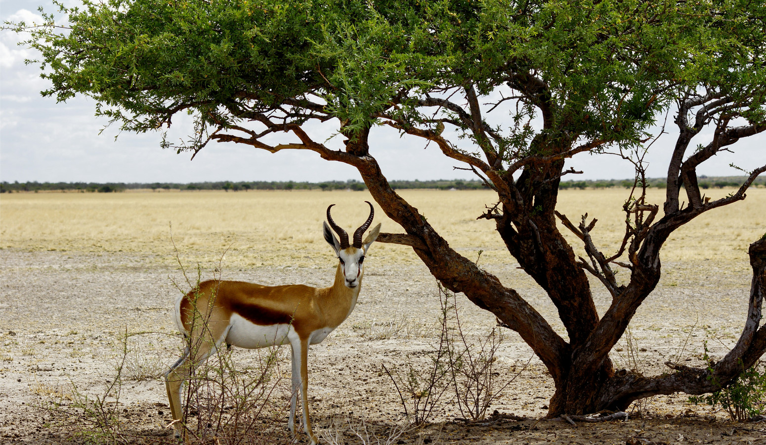 Desierto del Kalahari