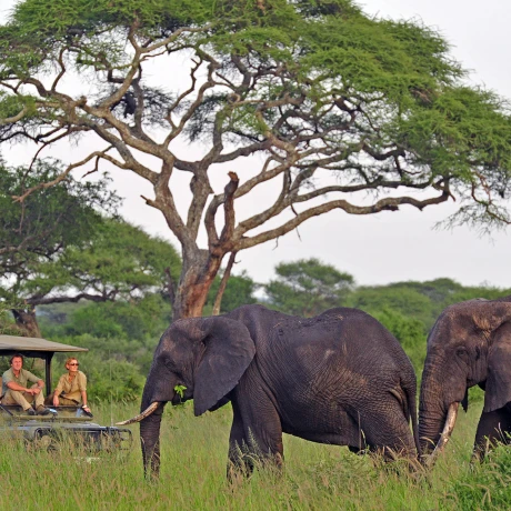 Descubre Safari en Kenia y Tanzania