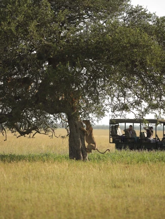 Imagen de experiencia Safaris en Africa