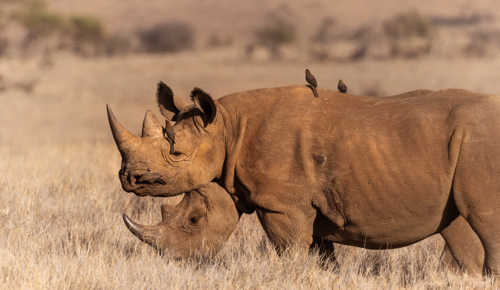 Laikipia