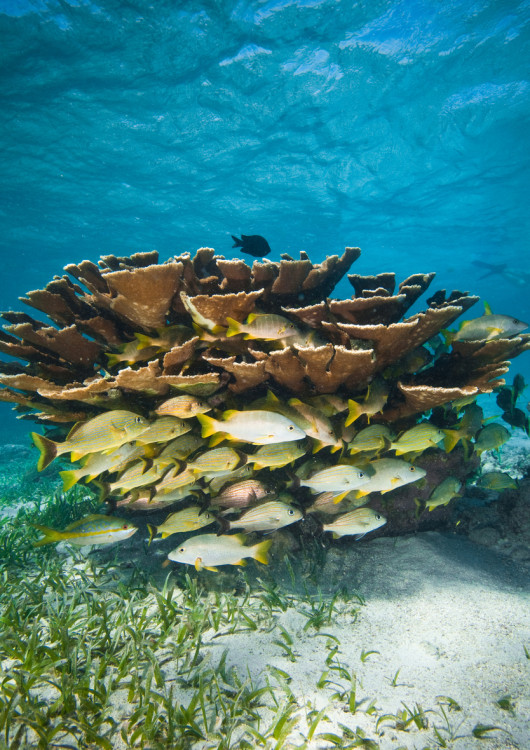 Buceo de nivel mundial